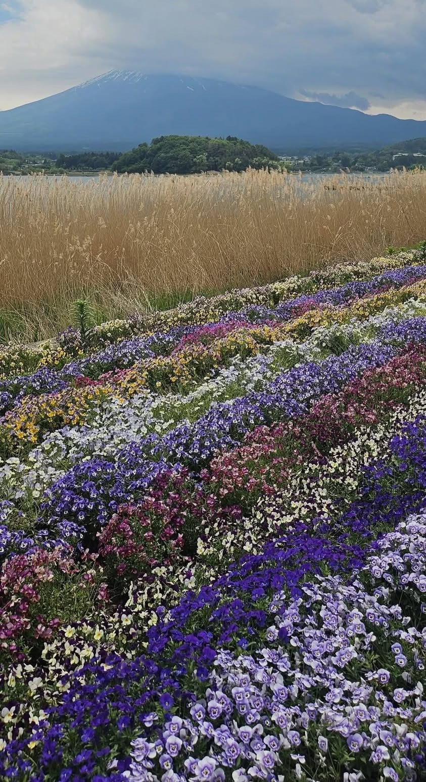 הר פוג'י ופרחים בפארק אואישי ליד אגם קוואגוצ'י